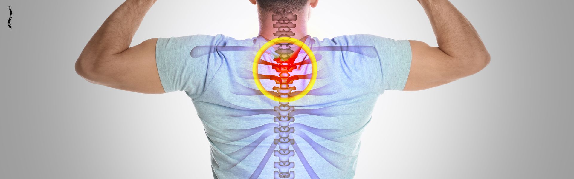 Role of Muscles in Spine Anatomy